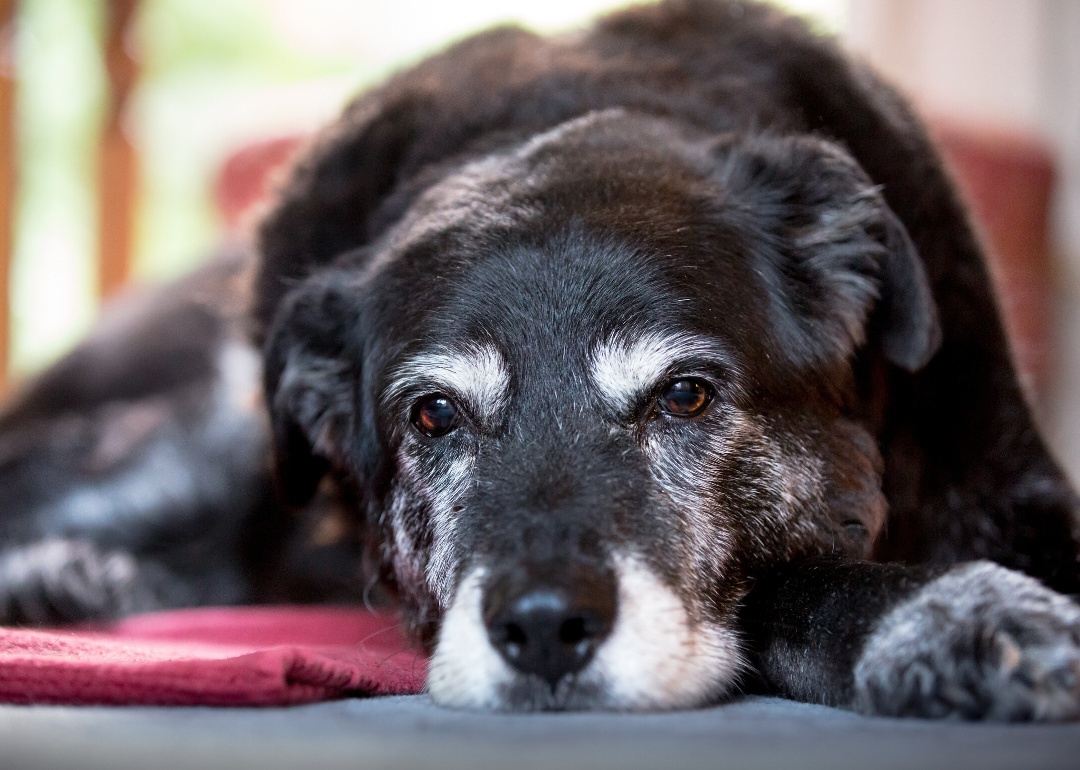 One year of a dog's life does not equal seven human years